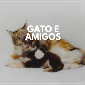 Gato E Amigos - Musica para Gatos