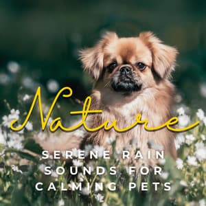 Paws & Raindrops: Serene Rain Sounds for Calming Pets - Pet Music World