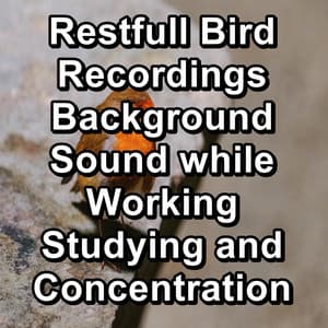 Restfull Bird Recordings Background Sound while Working Studying and Concentration - Bird Sounds 2016