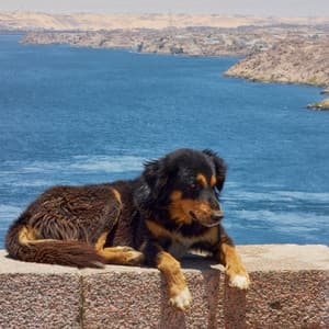 Binaural Canine Serenity: Ocean Harmony for Relaxing Dogs - Binaural Beats Sleeping Music