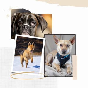 Backdrop for Happy Dogs - Dog Music Library