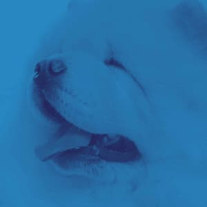 Unique Backdrop for Lazy Hound - Sleepy Dogs