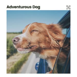 Adventurous Dog - Puppy Music