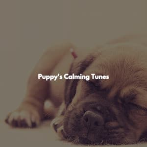 Puppy's Calming Tunes - Jazz Lounge Bar Radio