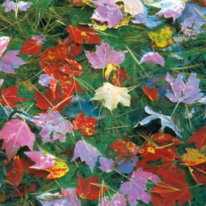 Leaves, Vol. 2 - Jeff Newmann