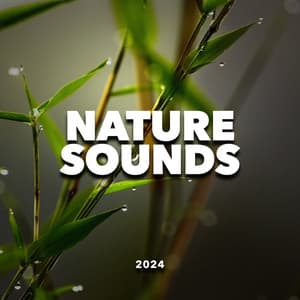 Nature Sounds 2024 - 24H Rain Sounds