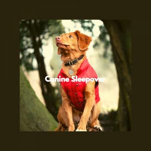 Canine Sleepover - Relajado Musica Relajante para Perros