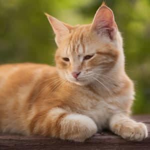 Nocturnal Cats' Harmony: Nature Crickets at Night for Peaceful Purring ASMR - Sleepy Cats