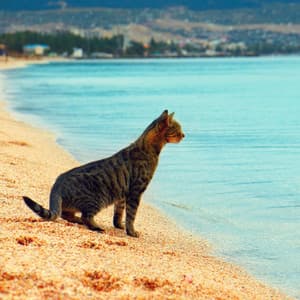 Coastal Feline Zen: Binaural Waves for Calming Cat Vibes - Oceans and Oceans