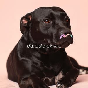 ぴょこぴょこわんこ - French Cafe Jazz