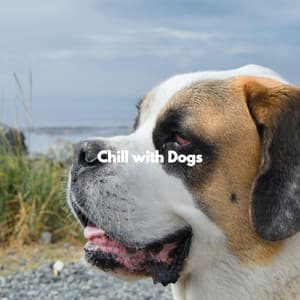 Chill with Dogs - Music for Dogs Playlist