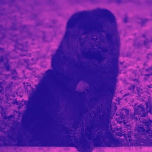 Bgm for Sleeping Hound Time - Calma Música para Perros