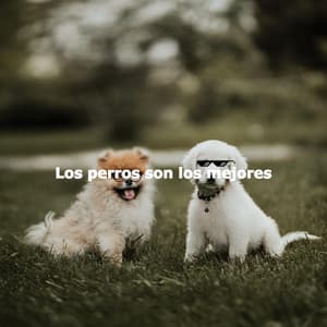 Los perros son los mejores - Lunch Time Jazz Playlist