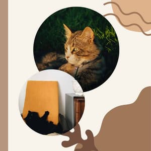 Bartione Sax solo - Ambiance for Kittens Playing - Calm Cat Music