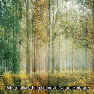 16 Natural Soothing Sounds of Natural Embrace - Nature Sounds - Sons de la nature