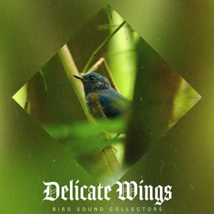 Delicate Wings - Bird Sound Collectors