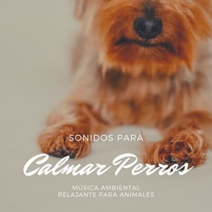Sonidos para Calmar Perros: Música Ambiental Relajante para Animales - Thiago Mascotas