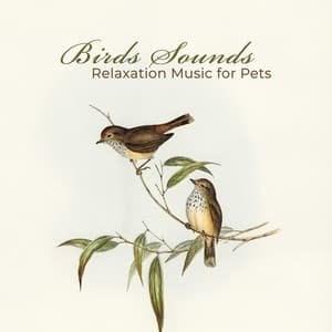 Birds Sounds – Relaxation Music for Pets - Pets Music