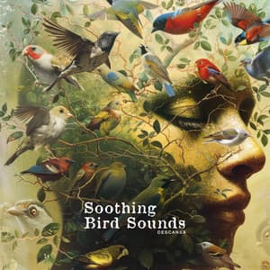 Soothing Bird Sounds - Descansa