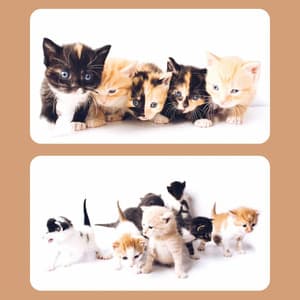 Music for The Comfortable Cats - Soothing Cat Music