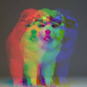 Guitar Trio - Background for Agile Pups - Happy Calm Jazz for Dogs