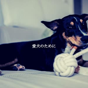 愛犬のために - Soft Jazz & Coffee