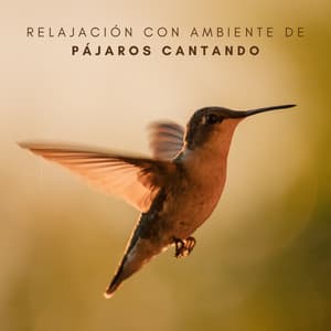 Relajación Con Ambiente De Pájaros Cantando - Calma y Relajación