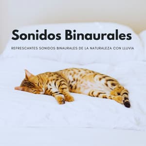Refrescantes Sonidos Binaurales De La Naturaleza Con Lluvia - Colectivo Binaural