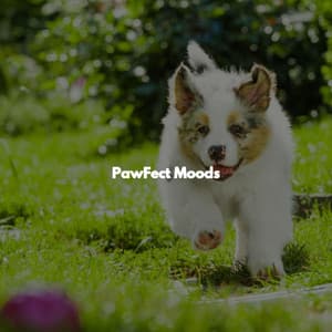 PawFect Moods - Coffee Shop Lounge
