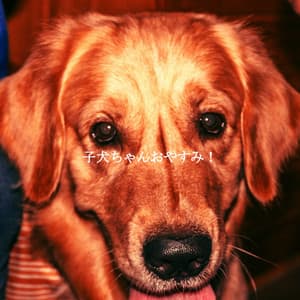 子犬ちゃんおやすみ！ - Coffee Shop Piano Jazz Playlist