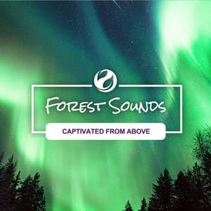 Captivated From Above - Forest Sounds