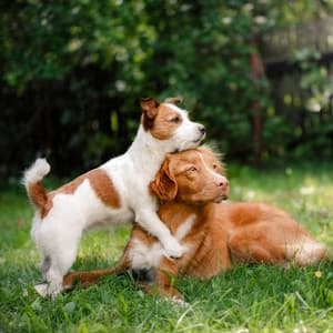 Pawsome Nature Rain: Soothing Chill for Furry Dogs - Rainy Day Music