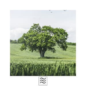 Calmful Sounds of Soft Raining and Bowls - Meditators