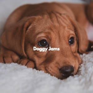 Doggy Jams - Relaxation Music For Dogs