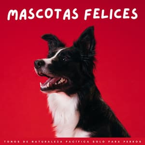 Mascotas Felices: Tonos De Naturaleza Pacífica Solo Para Perros - Mascotas tranquilas