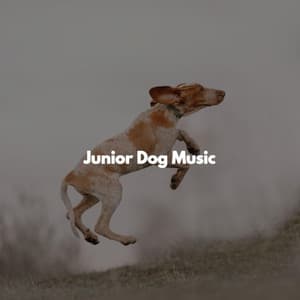 Junior Dog Music - Bossa Nova Study Soundtracks