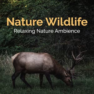 Nature Wildlife - Relaxing Nature Ambience