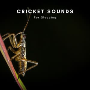 Cricket Sounds for Sleeping - Natural Sounds Selections