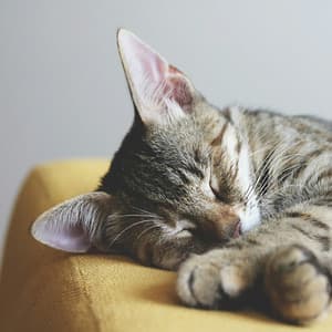 Cure for Insomnia: Sound Therapy - Brown Noise