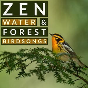 Zen Water and Forest Birdsongs - Nature Sounds For Relaxation - Natural Sound Makers