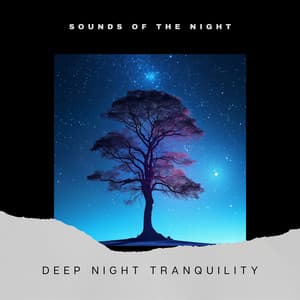 Deep Night Tranquility - Sounds of the Night