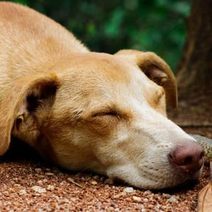 Rainy Rover: Binaural Bliss for Peaceful Dog Sleep - Lazers binaurales