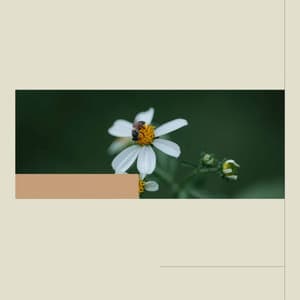 Background Music - Musica para Estudiar Radio