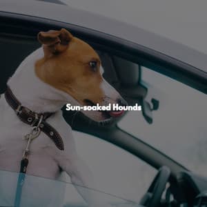 Sun-soaked Hounds - Office Music Experts