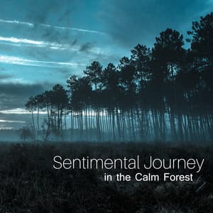 Sentimental Journey in the Calm Forest - Nature Collection