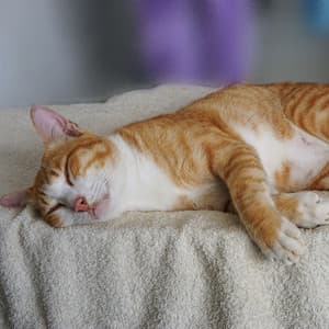 Cat Dreamscape: Dreamy Chill Music Harmony - Achieve Inner Harmony