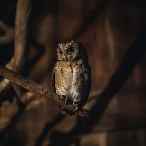 Moonlit Hoots: Owls for Ultimate Relaxation - Brown Owl Plays