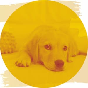 Music for Sleepy Dogs - Relaxing Dog Music Beats