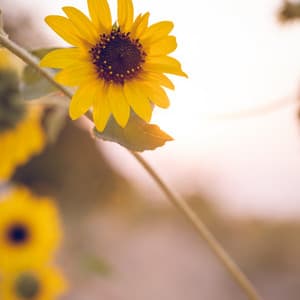 Sweet Dreams White Noise - Pure Deep Sleep White Noise