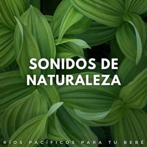 Sonidos De Naturaleza: Ríos Pacíficos Para Tu Bebé - Rios y corrientes